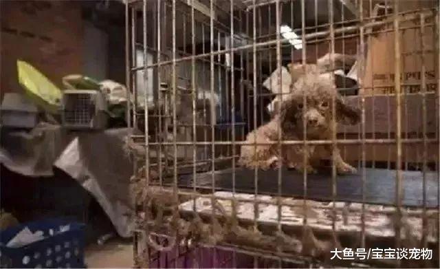 每天不停地被迫交配，注射发情药物，它们的命运何时能改变？