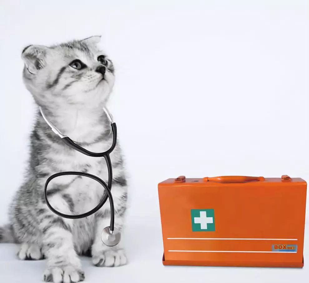 作为一名优秀的铲屎官, 这些是你应该知道的