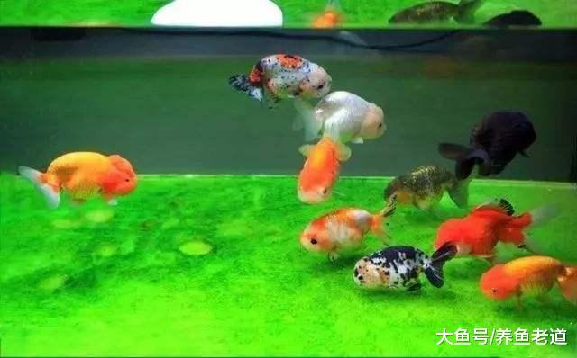 什么是飼養觀賞魚用的老水，老水就一定是好水嗎？