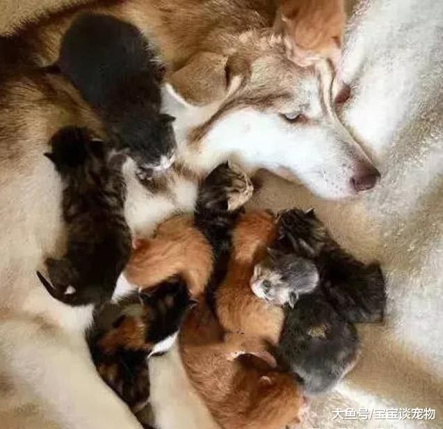 橘猫生下十只猫咪，哈士奇每天抢着带娃，猫妈都快气哭了