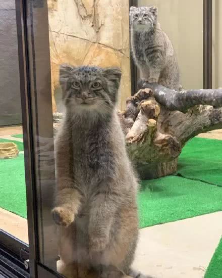 铁憨憨兔狲，每天不是卖萌就是偷窥对面的小熊猫…