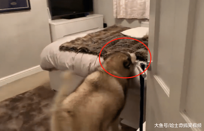 女主人派“胖兒子”去叫男主起床，結果卻發現他們是一伙的