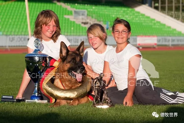 德牧传奇 狼王VA1威嘎斯VA1 Vegas du Haut Mansard