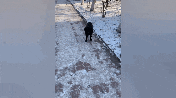 大黑狗跟主人遛弯, 狗子冻脚站在路上不愿走, 主人的举动暖心了…