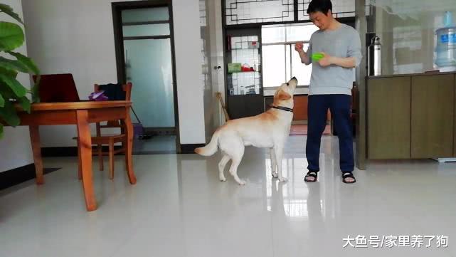 贪吃和贪玩的拉布拉多，吃和玩到底哪个重要？