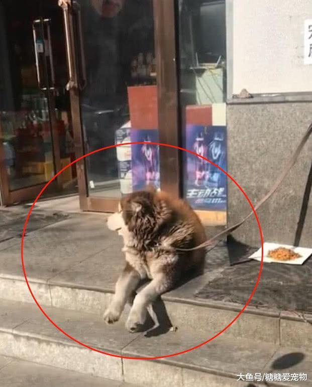 阿拉在店门口“抖腿”, 网友上前想摸, 下一秒它的反应笑喷了!