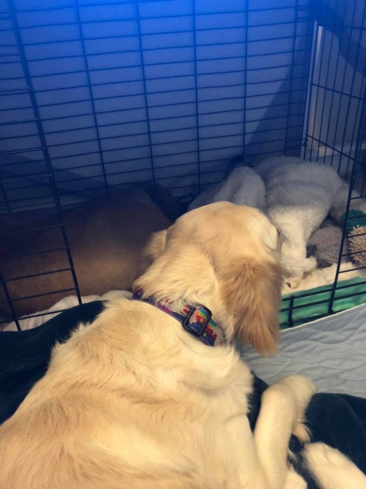 流浪汪总是头埋墙角，得知原因后，所有人都很伤心