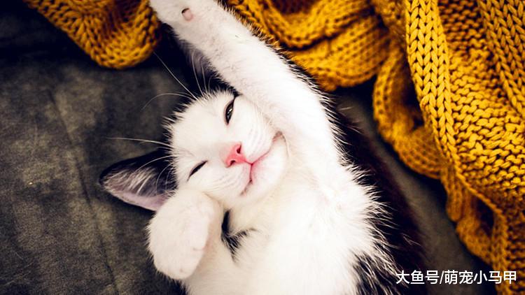 你知道吗？养猫要学会照顾猫咪习性！