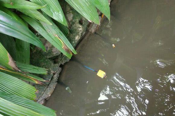 为什么河岸边石头缝里钓到的黄鳝更肥更大？老头给了我答案