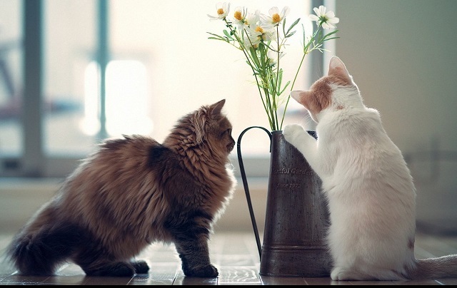 猫有了，但房间乱了，无法忍受的铲屎官该怎么办