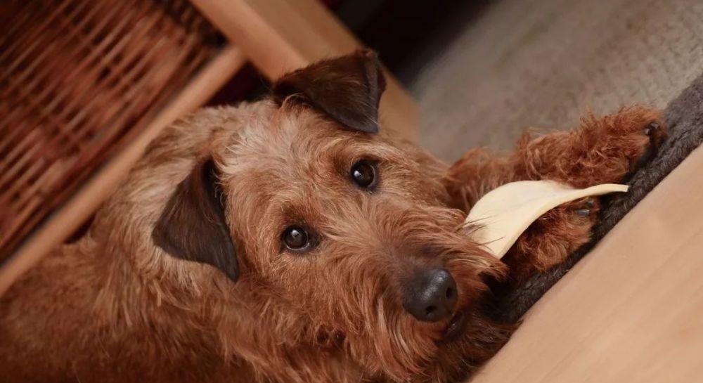 养狗狗有什么需要知道的？——营养饲喂篇