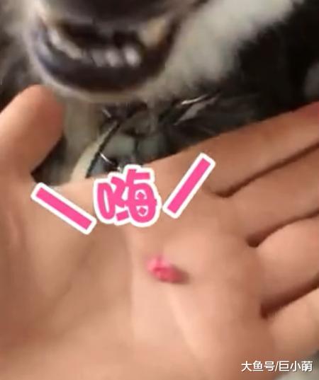 哈士奇不肯吃药，主人强行掰开嘴扔进狗狗嘴里，网友：不敢试