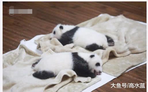 俩只熊猫幼崽躺在一起睡大觉，那可爱的小jio jio 简直萌爆了！