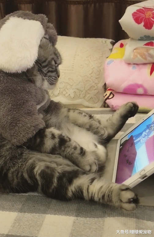 猫咪也爱葛优瘫，启动夏天追剧模式，铲屎官：腾个地方，一起追！