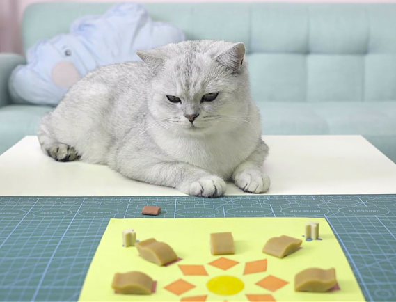 主子抱怨猫咪爱打架 猫: 是你的“教育”方式有问题!
