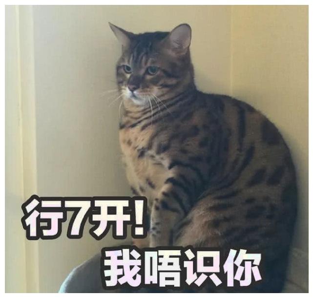 猫咪绝育后怀疑“猫生”: 我高配的出厂设置, 如今成了渣渣