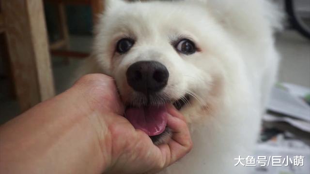 你以为狗狗在笑？其实狗狗是想攻击，狗狗微笑的4个真相