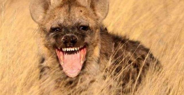 非洲鬣狗与草原羚羊的追逐, 羚羊: 有本事来单挑, 别抱团来