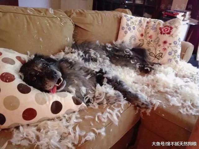 小编提醒你：这些原因都会导致狗狗“拆家”，你别忽视了！