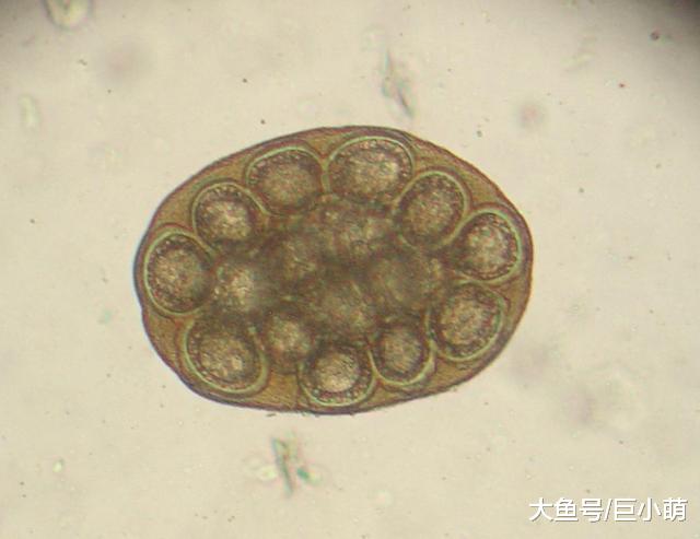 爱缠狗狗的绦虫，更让主人烦透了，到底该怎么防这种寄生虫？