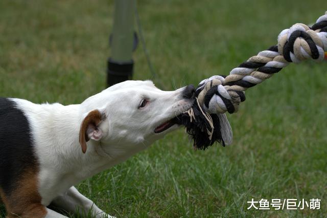 和狗狗“拔河”会让它变得有攻击性？看完以下几点你就知道了