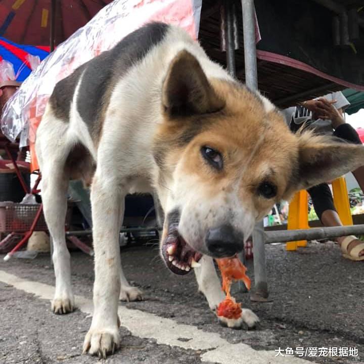 菜市场的流浪狗，赖上卖炸鸡的阿姨，只因她喂了自己一块肉