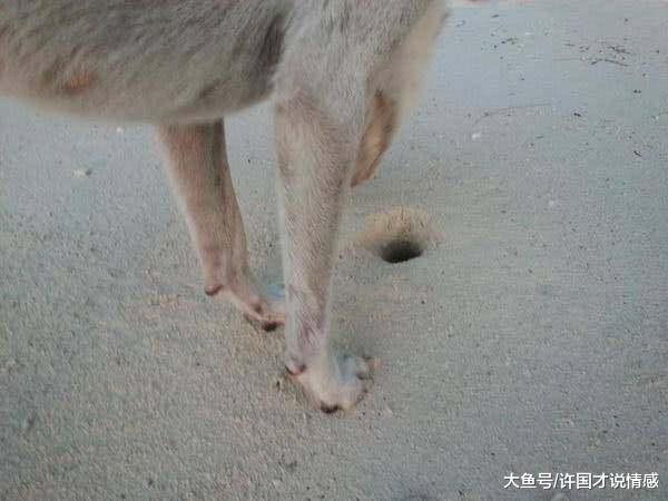 狗狗在海边玩耍，转眼间竟屁股朝天挖洞，主人：憋死这货
