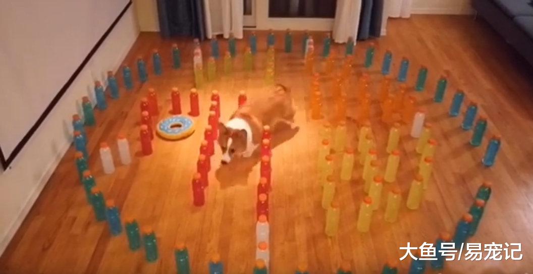 柯基勇闯迷宫阵，复杂的局都难不倒，却被一物降住