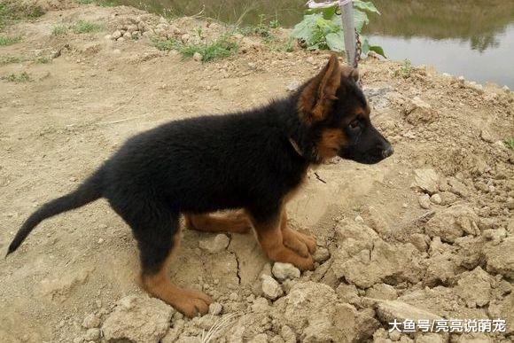 德牧总是往外跑，网友干脆把它拴鱼塘边上了，再也别想回家了