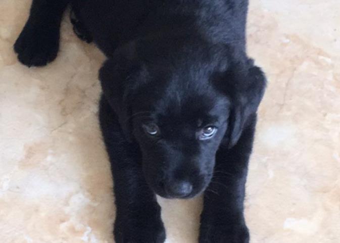 二哈一口气生了8只奶哈, 结果都不像爸爸, 狗爸: 这是亲生的吗