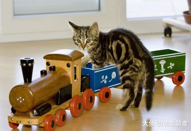 不管宠主多节俭，养猫的时候，都要及时更换家里的这4样东西！