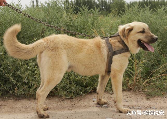 ?战斗力极强的狗狗，第一种不比牧羊犬差，第二种很擅长打架