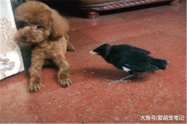 泰迪整天受到八哥的压迫，委屈地示意铲屎官帮忙，快点管管它吧！