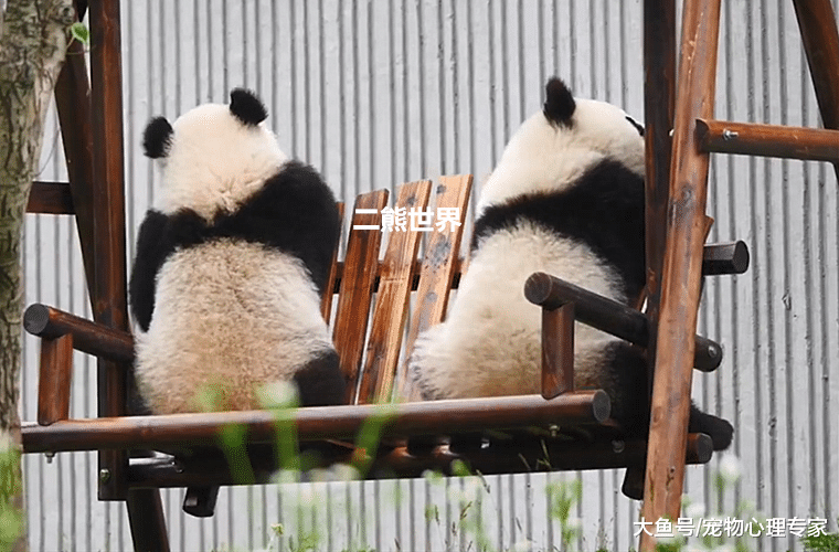 熊猫沉迷荡秋千，扭头一看不对劲：我放这儿那么大一个国宝呢？