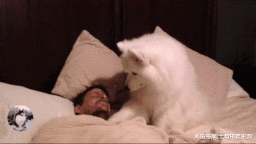 女主让大白狗叫男友起床，可是半天不见人，狗子想了个馊主意