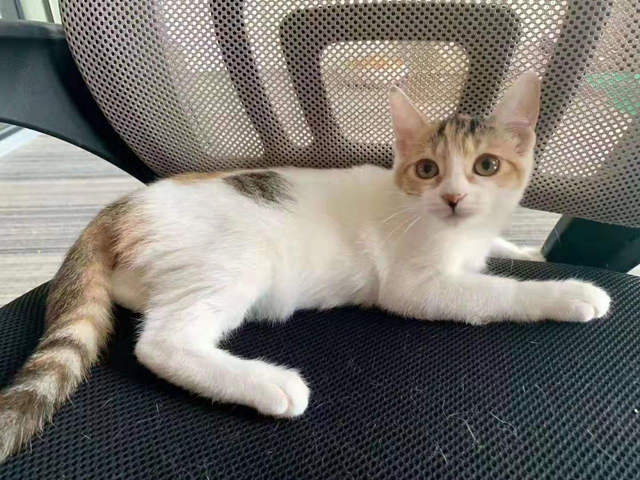 别人的猫咪不是十分高冷，就是任性上头，而我的猫咪却是只暖心猫