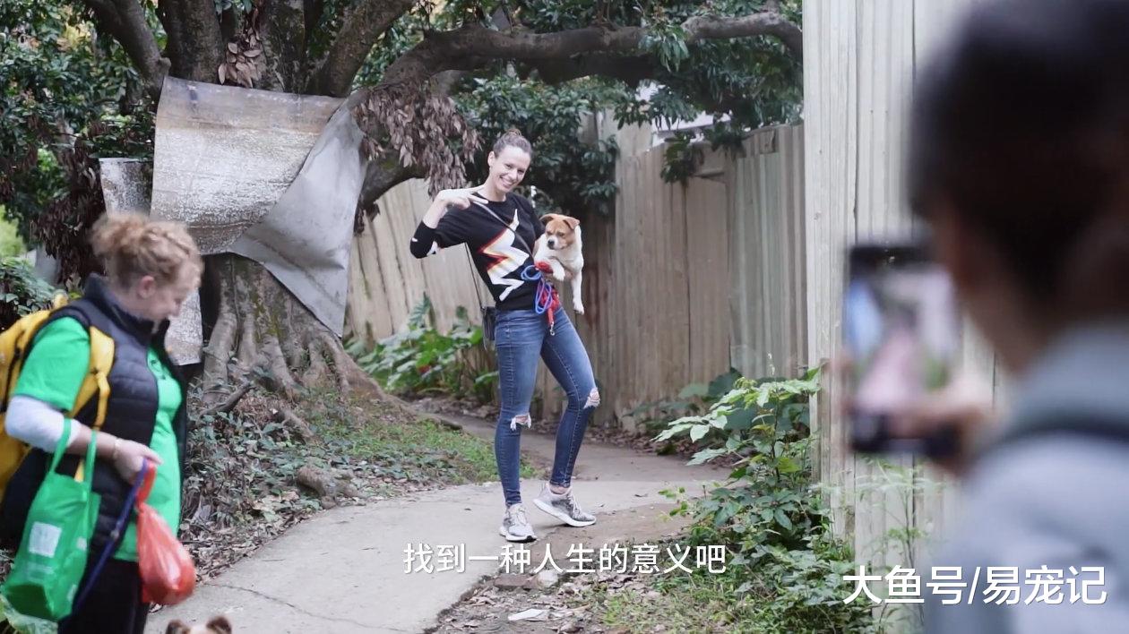 海归女孩辞去500强工作，救助32只流浪狗，给它们找新家