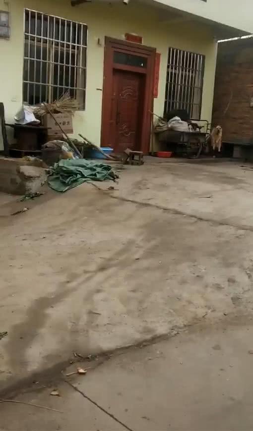 網友離家半年，開車路過家門口時，狗的反應讓他感動，汪：是你嗎