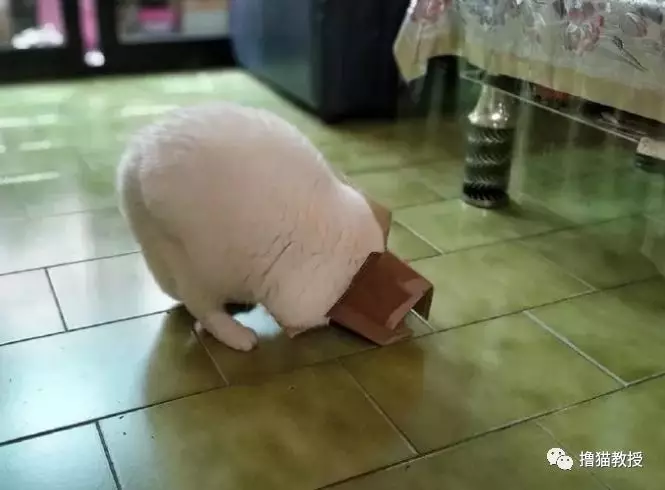 谁说的头过身体就能过？这些猫被骗得好惨！
