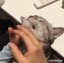 用这种方法撸猫，能让猫舒服到飞起来！