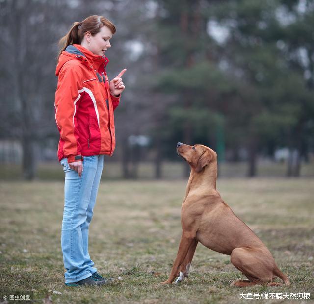 狗狗一生之中，这段时间最好训练了，铲屎官要抓紧！