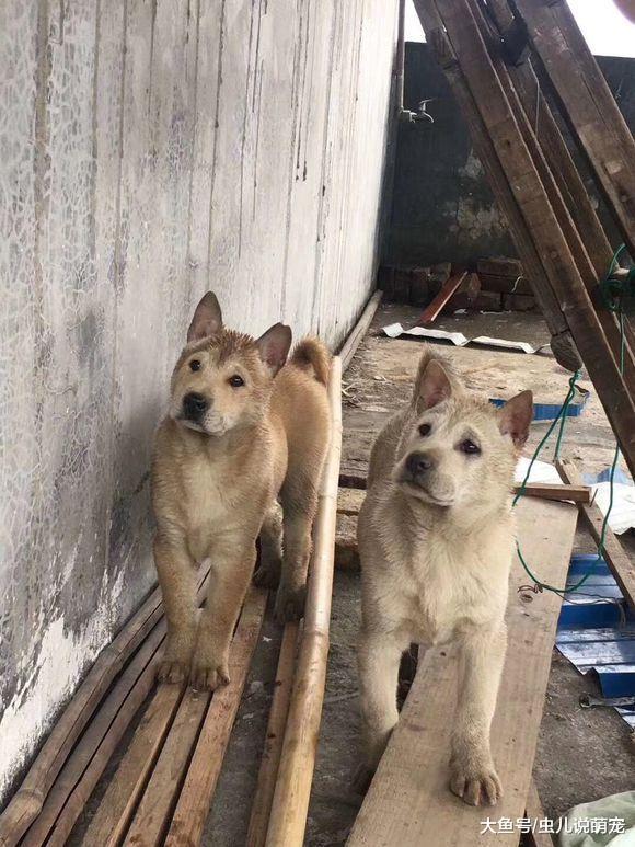 几个孩子在家一起和狗狗玩, 弄得这两只土狗到处躲藏!