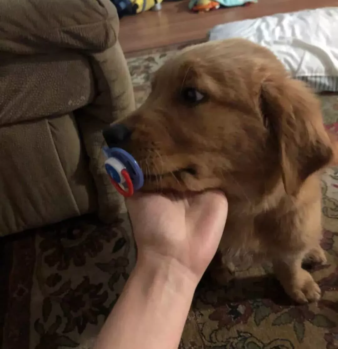 狗狗忌妒小主人，把他的奶嘴偷了：谁还不是个宝宝啦！