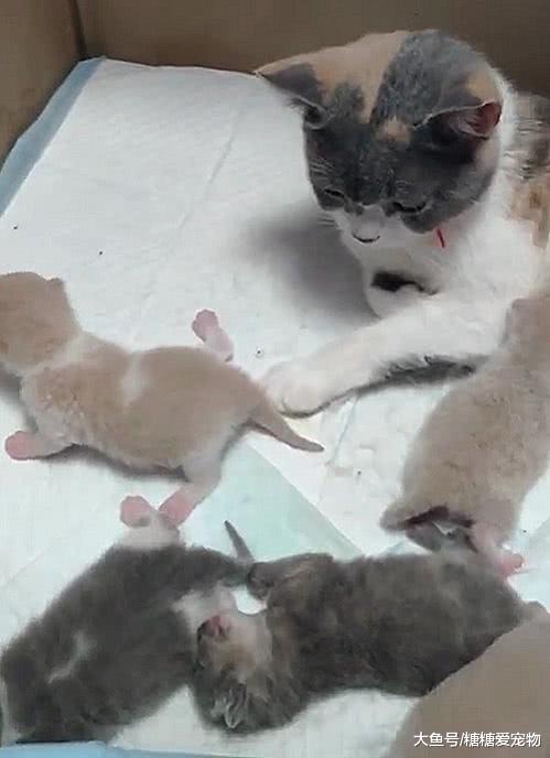 猫妈生宝宝，狗狗好奇但是又怕喵揍，主人机智改造猫窝：羡慕啦？