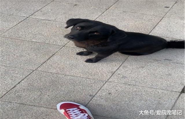 流浪狗每天都被女孩投食，后来叼根香肠去报恩，网友：被狗宠幸了