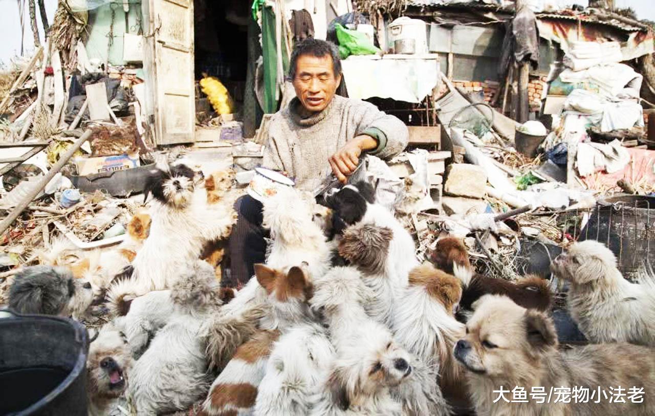 70歲老人靠撿垃圾，收養了50條流浪狗，跟狗狗同吃同住，不離不棄