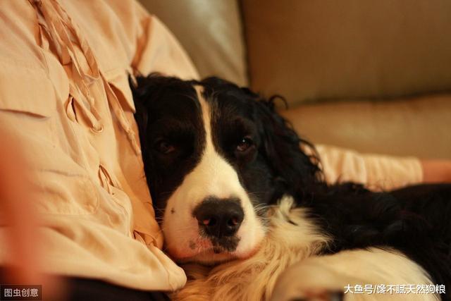 不容忽视！在这5种情况下，宠主千万不要给边牧洗澡