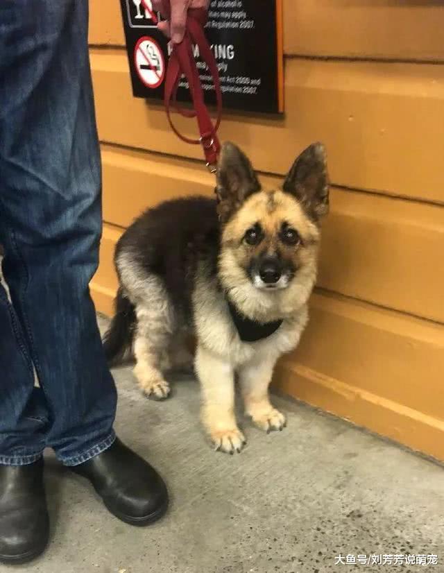 3岁的德牧，身高却只有正常的三分之一，一听主人的话乐坏了！