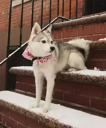 哈士奇和博美生下的孩子，長大后竟變成這樣子，太奇特了