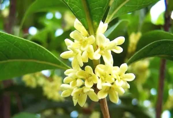 如何处理盆栽桂花的落叶？，这里知道快来看看吧
